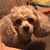 Susan Gibbons's profile image