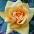 Misty Gordon's profile image