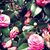 Lekha Rock's profile image