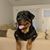 Diane Ganz DiCresce's profile image