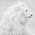 Margie Togni Canavan's profile image