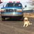 Cody Reeser's profile image