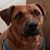 Darrell Brewer's profile image