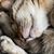 Roz Schatz Puchall's profile image