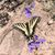 Cindy Swinarski's profile image