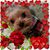 Janet Julie Foster Lewis's profile image