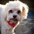 Pashie Bradshaw's profile image