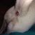Trish Borawski's profile image