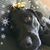 Lisa Berggren Vessels's profile image