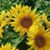 Maryjean Tomchik Reid's profile image