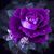 Marycarmen Noyola's profile image