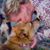 Deb Melser's profile image