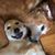 Karin Ann Ankofski-Heglund's profile image