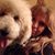 Lisa Gorman's profile image