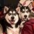 Dave Schwarz's profile image