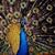 Holly Peacock's profile image