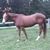 Sharon Wooten Sites's profile image