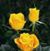 Kim Hehner's profile image