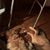 Elise Tidwell Bissell's profile image