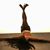 Shazia Victoria Shafiq's profile image