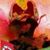 Leif Eric Keplinger-Heron's profile image