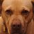 Stacey Beakes's profile image
