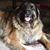 Cheryl Medlock's profile image