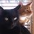 Sue Ehora Ginnever's profile image
