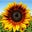 Yolanda Whitney's profile image