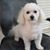 Dana Savary Remsing's profile image