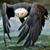 Amos Moses Cajun's profile image