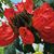 Debbie Legard West's profile image