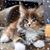 Sharon Antrican's profile image