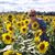 Jan Plumb Wilkinson's profile image