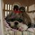 Shelley Thompson's profile image