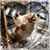 Pamela Alberta DiPronio's profile image