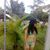 Carolayne Soares's profile image