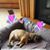 Cindy L Rudolph Dobbins's profile image