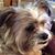 Stephanie Chickvary Thorpe's profile image