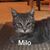 Kerry Pitzer's profile image