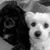 Susan Clough Martin's profile image