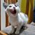 Catia Flores Ramirez's profile image