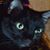 Stefanie Lowes's profile image