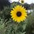 Maria Mandes's profile image