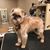 Cynthia Daluise-Arcadia Pets's profile image