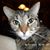 Susan Hahn's profile image