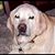 Diane Steele's profile image