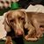 Jenny Dedes's profile image