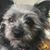 Desiri Reese's profile image