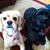 Cheryl Conte Karpowich's profile image